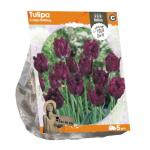 Baltus Tulipa Crispa Bulldog tulpen bloembollen per 5 stuks